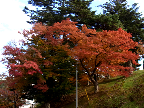 海音寺公園側の紅葉