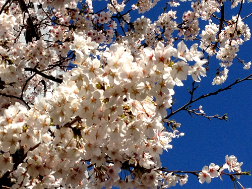 東京都心の桜、歴代2位の早さで満開に
