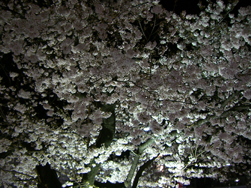2008年の桜＠仙川駅前